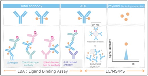 An image explaining analytical methods for ADC components required for the development of ADC therapeutics.