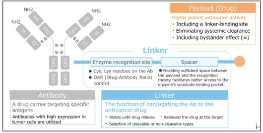 An image explaining the structure of antibody-drug conjugates (ADCs) and their components (payload, antibody, and linker).