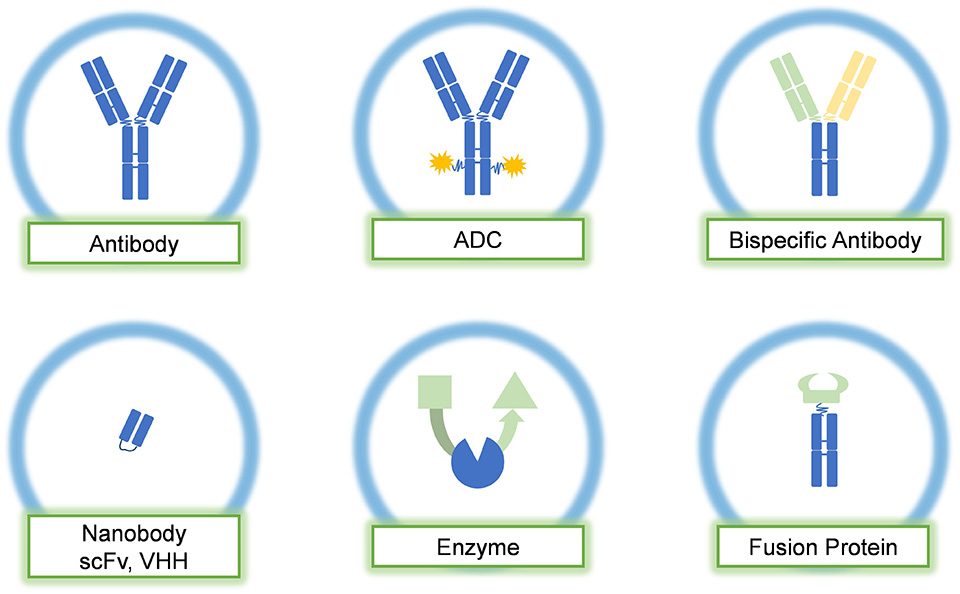 Diverse biopharmaceuticals, including monoclonal antibodies, ADCs (Antibody-Drug Conjugates), and bispecific antibodies.