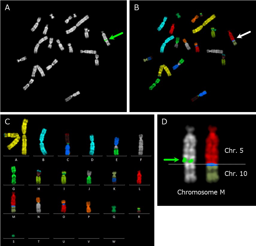 Mapping of FISH signals on CHO chromosomes with mFISH/FISH analysis