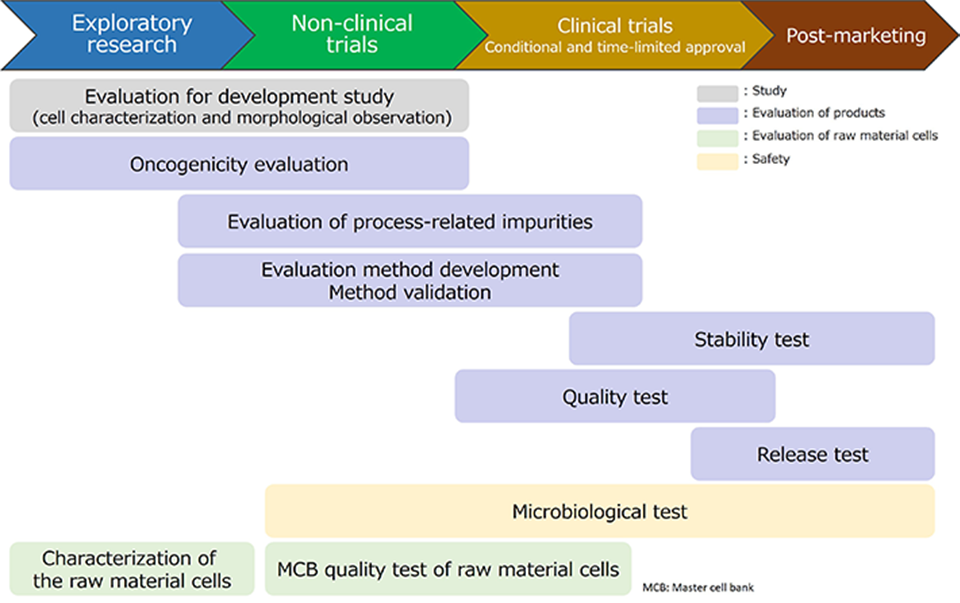 Our services in the development of regenerative medicine