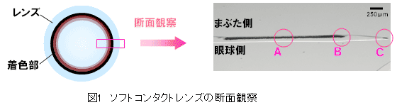 ソフトコンタクトレンズを膨潤させた状態で断面を作成し、生理食塩水中で断面観察を行った、顕微鏡観察写真。瞼側（まぶた側）と眼球側で差異がある。