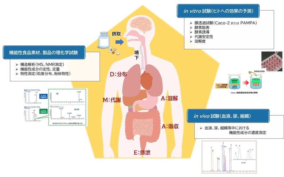 人の飲用摂取から排泄に関係する、機能性食品素材、製品の理化学試験、in vitro試験及びin vivo試験の紹介イラスト