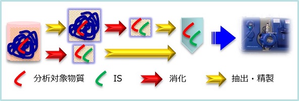 抗体医薬品のLC-MS/MSによる分析イメージ図