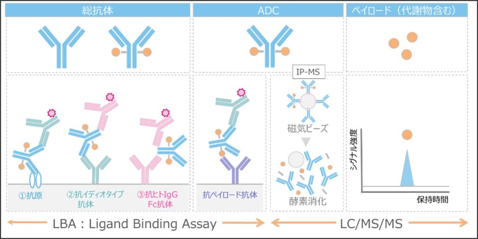 ADC医薬品の開発に必要なADC構成成分の分析手法を説明する画像