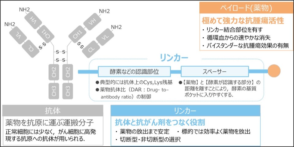 抗体薬物複合体（Antibody-drug conjugate;ADC）の構造と、構成成分（ペイロード、抗体、リンカー）を説明する画像