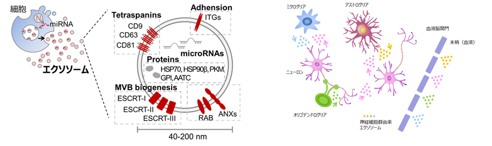 エクソソームのイメージ図