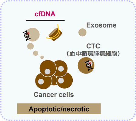 がん細胞からアポトーシス／ネクローシスによる生じるセルフリーDNAや、ExosomeおよびCTC（血中循環腫瘍細胞）の模式図