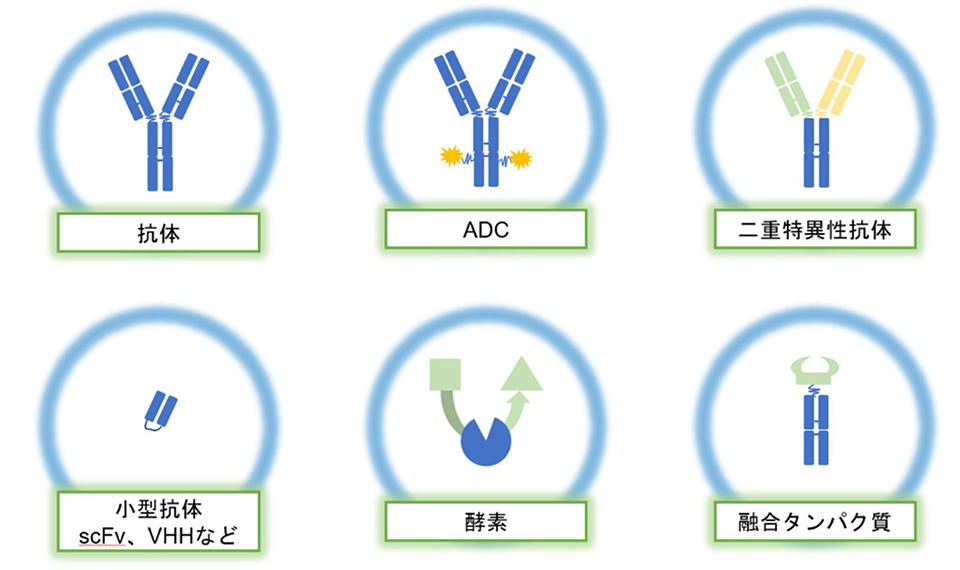 様々なバイオ医薬品（抗体、ADC、二重特異性抗体、小型抗体、酵素、融合たんぱく質）のイメージ画像