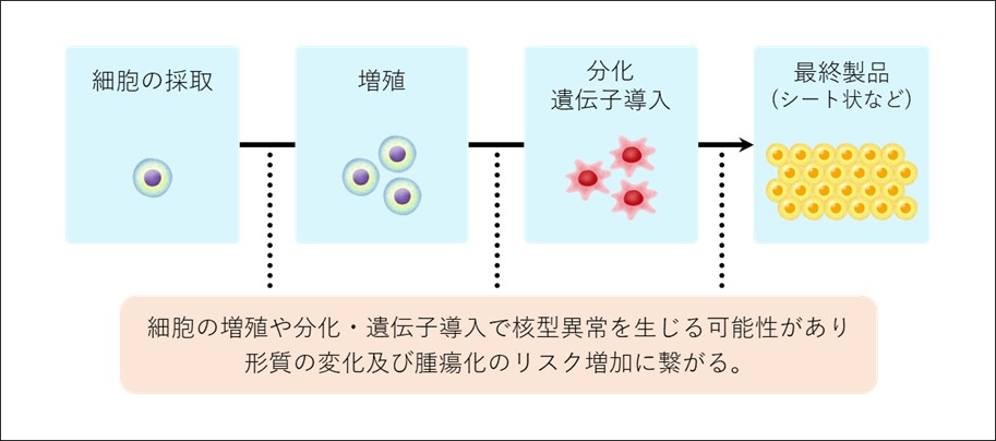 再生医療等製品および細胞医薬品開発における核型異常の説明。細胞の増殖や分化・遺伝子導入で核型異常を生じる可能性があり形質の変化および腫瘍化のリスク増加につながる。