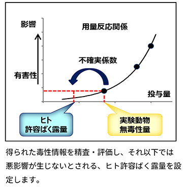 「化学物質の安全性評価」サイト用の、得られた毒性情報を精査・評価し、実験動物の無毒性量から不確実係数を利用してヒト許容ばく露量を設定するプロセスを示すグラフ。住化分析センターの毒性学の専門知識と豊富な経験を持つリスク評価の専門家が、信頼性の高い評価報告書を提供。